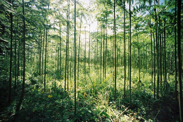 Territorio y Ambiente: Saberes Ancestrales para la Gestión Comunitaria MAT001